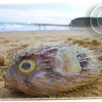 CoronetBay-18